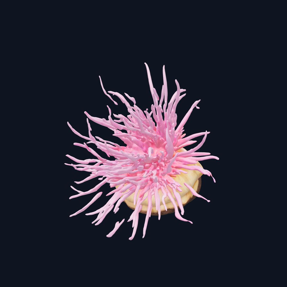 Vibrant Anemone Shell model pack